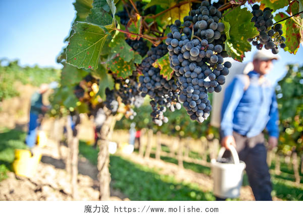 工人的葡萄园在瓦豪奥地利